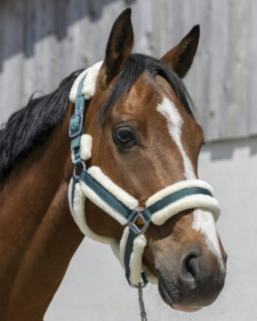 Fur Halter - Image 2